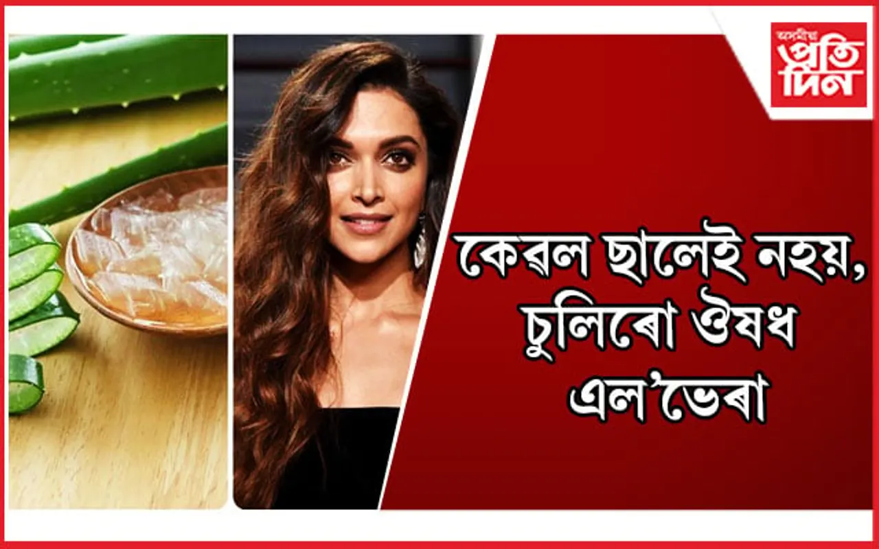 চুলিত কিদৰে এল’ভেৰা ব্যৱহাৰ কৰিব লাগে জানি লওঁক