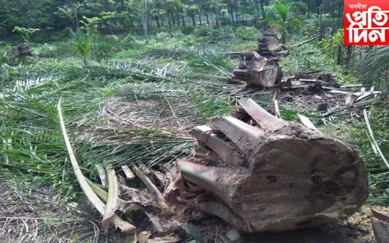 পাম অইল‌ৰ খেতি সন্দৰ্ভত জীপাল কৃষক শ্ৰমিক সংঘৰ প্ৰতিক্ৰিয়া...