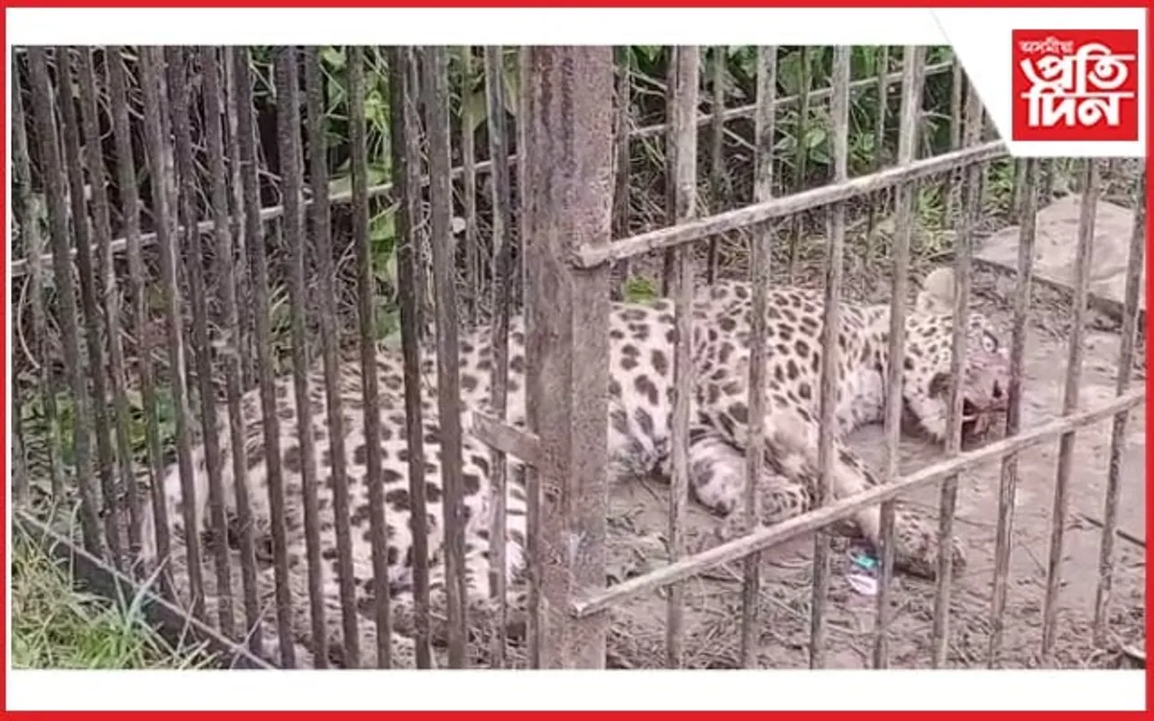 তিতাবৰত পিঞ্জৰাবদ্ধ নাহৰফুটুূকী