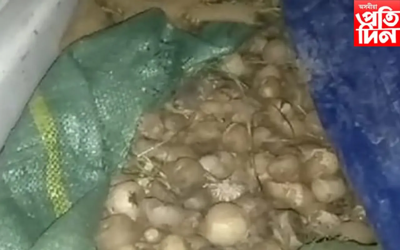 গোলাঘাটত জব্দ বুজন পৰিমাণৰ বাৰ্মিজ চুপাৰী