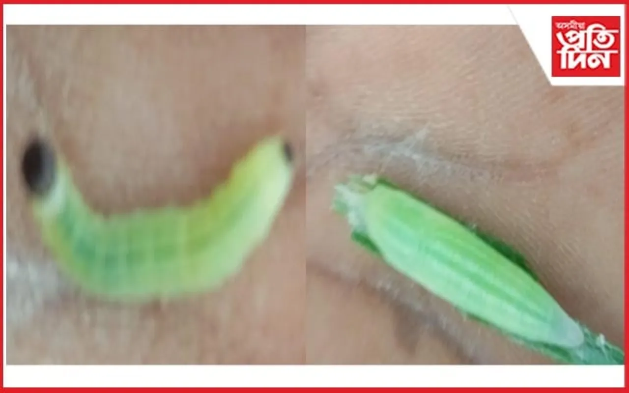 মায়ঙৰ বালিমুখত শালিধানৰ পথাৰত পোকৰ উপদ্ৰৱ