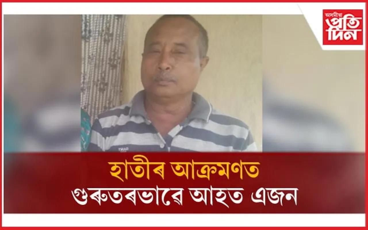 পুৱাই মৰঙিত হাতীৰ আক্ৰমণ: মুমূৰ্ষ অৱস্থাত এজনক চিকিৎসালয়ত ভৰ্তি...