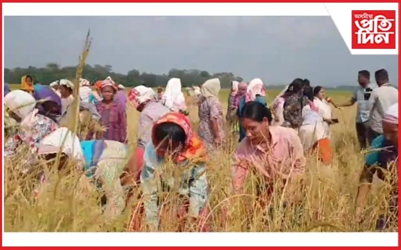 বৰবাৰী-বেবেজীয়া পথাৰত শতাধিক দাৱনীৰ সমূহীয়া ধানকটা পৰ্ব