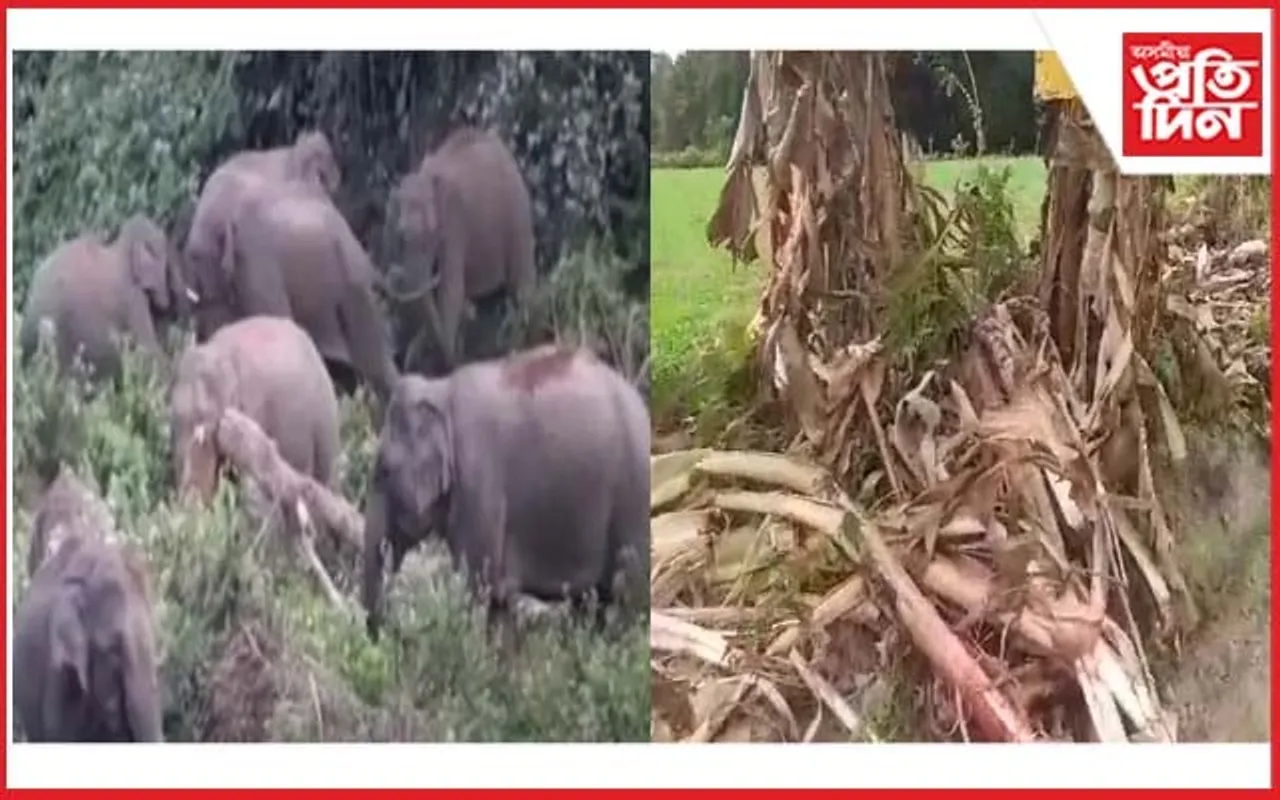 জামুগুৰিহাটত বনৰীয়া হাতীৰ উপদ্ৰৱ অব্যাহত
