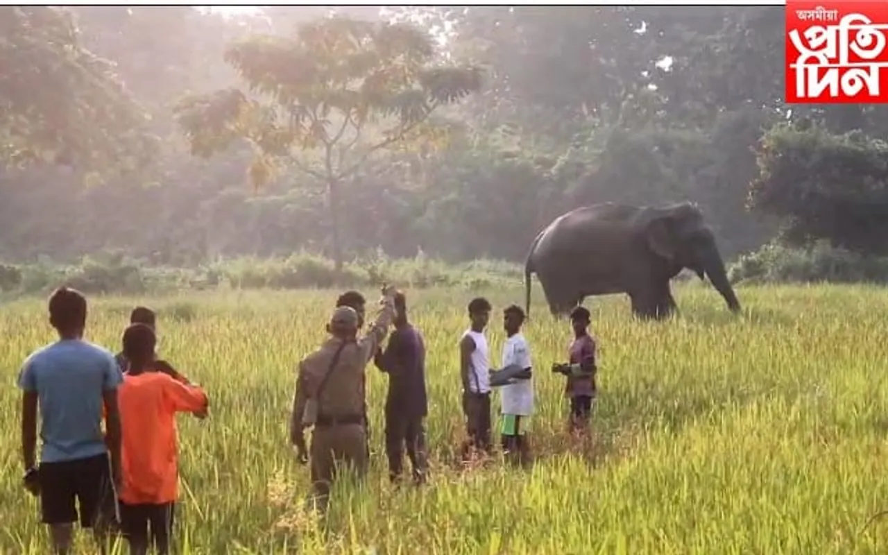 কঠীয়াতলীত বন্যহস্তীৰ উপদ্ৰৱ অব্যাহত