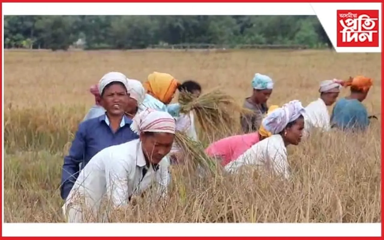 আঘোনৰ পথাৰত সোণগুটি চপোৱাত ব্যস্ত কঠিয়াতলীৰ চহা কৃষক