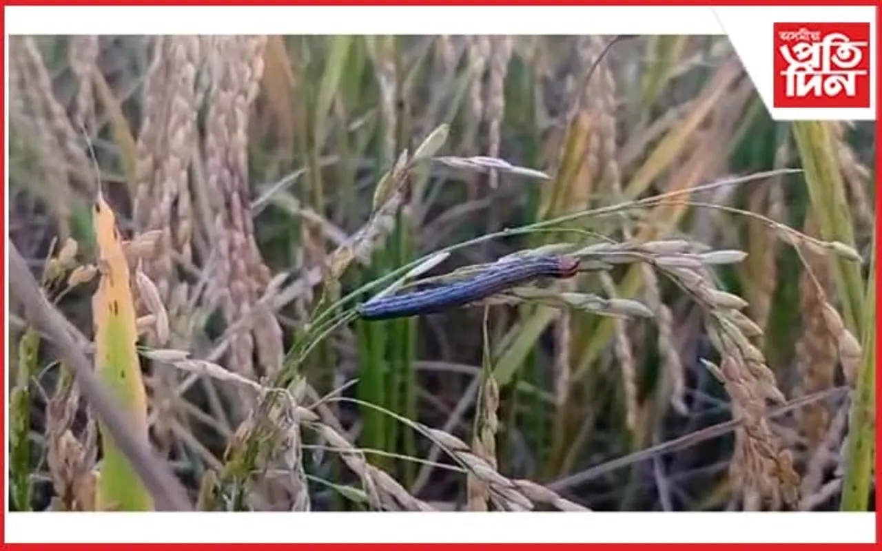 জামুগুৰিহাটত শ শ বিঘা পকা ধানত শুৰ পোকৰ তাণ্ডৱ