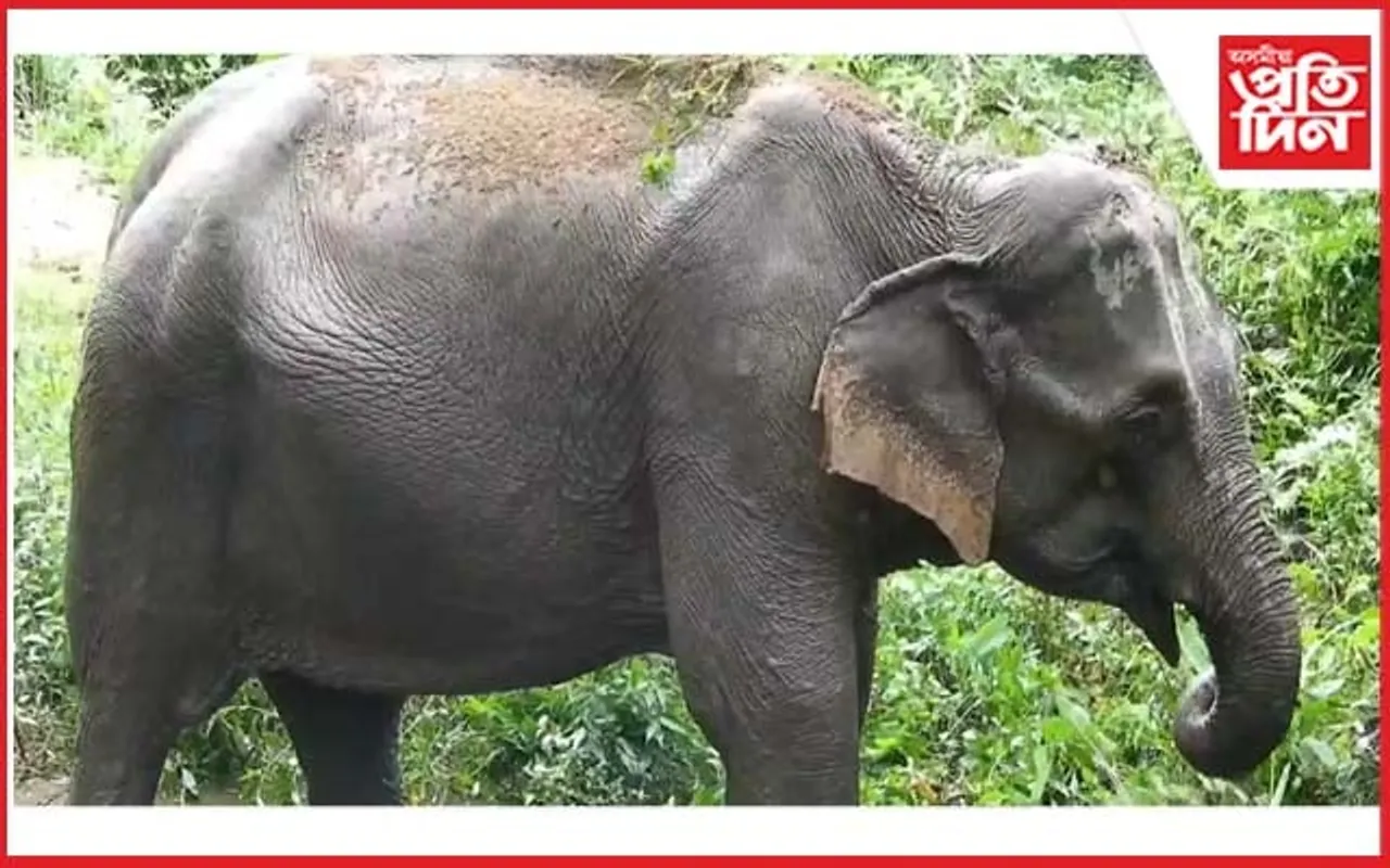 কাজিৰঙা ৰাষ্ট্ৰীয় উদ্যানৰ শতবৰ্ষ গৰকা মোহনমালাৰ অৱসৰ