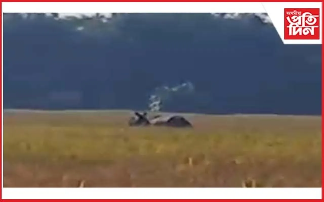 ঢেকীয়াজুলিৰ জামুগুৰি গাঁৱত গড়ৰ মুক্ত বিচৰণ