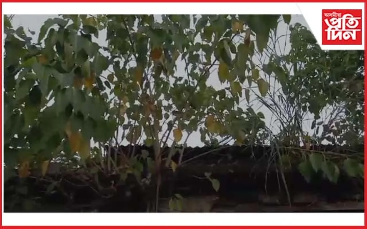 তিতাবৰৰ সাপ্তাহিক বজাৰৰ দুৰৱস্থা : দোকানগৃহত শিপাইছে গছ-লতিকা