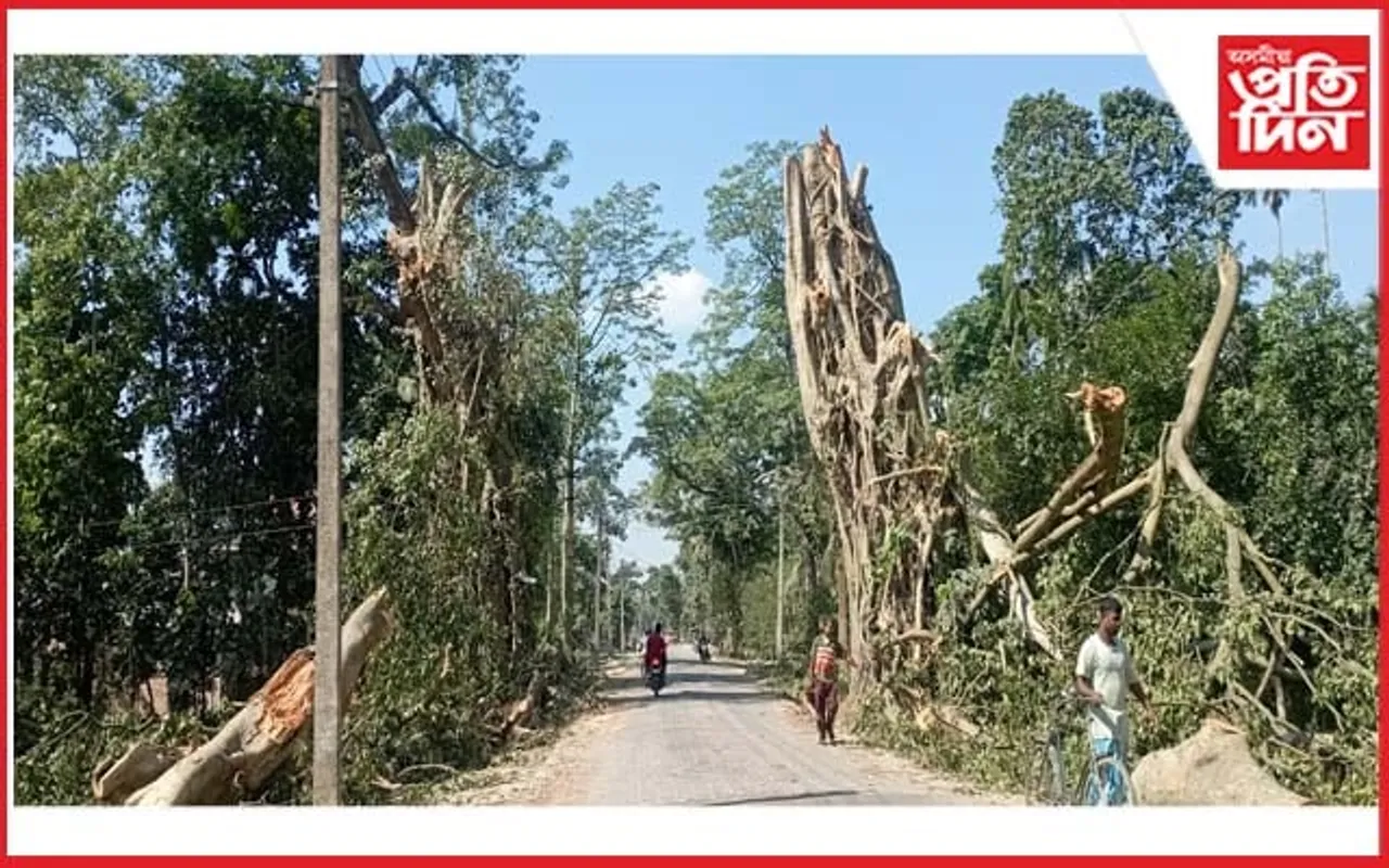 পথ সম্প্ৰসাৰণৰ নামত ধ্বংস হ'ল নগাঁও-ধিং সংযোগী পথৰ দুয়োকাষে থকা শ শ বৃক্ষ