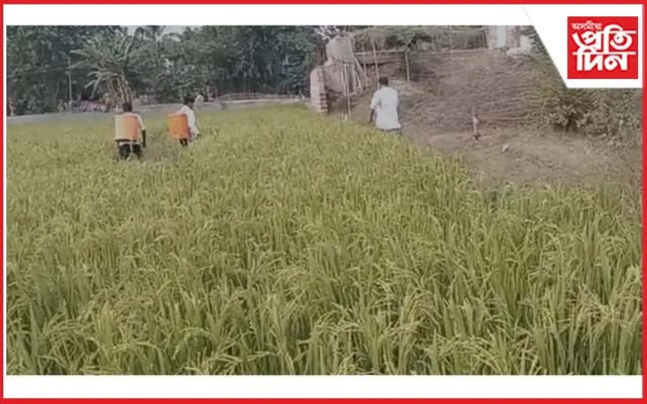 মায়ঙৰ চোট গৰজানত শালিধানৰ পথাৰত শূৰ পোকৰ উপদ্ৰৱ