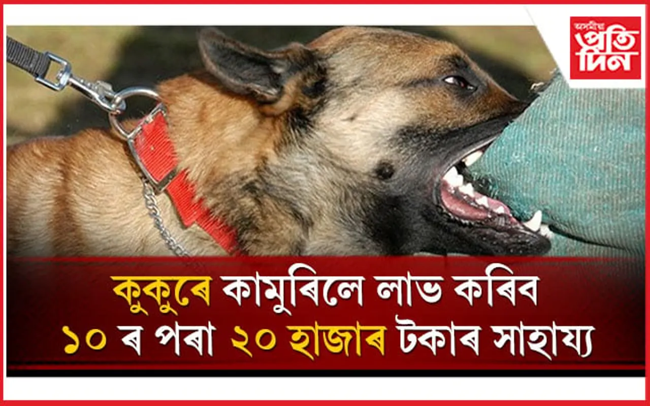 ন্যায়ালয়ৰ নিৰ্দেশঃ  কুকুৰে কামুৰিলে প্ৰতিটো দাঁতৰ চিনৰ বাবাদ পাব ১০,০০০ টকা