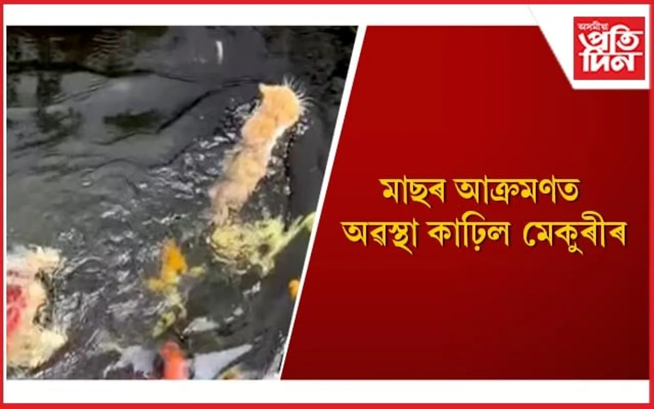 কালৰো কাল বিপৰীত কাল ! ছ’চিয়েল মেডিয়াত ভাইৰেল মাছে মেকুৰীক আক্ৰমণৰ ভিডিঅ’