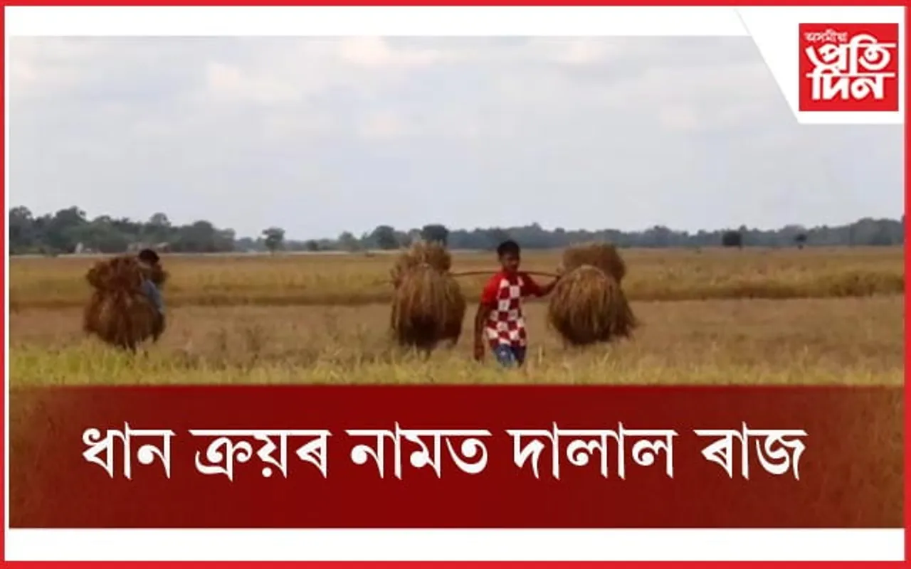 নগাঁও জিলাৰ দক্ষিণ পশ্চিম অঞ্চলত ধানৰ ক্ৰয়ৰ নামত দালাল ৰাজ...