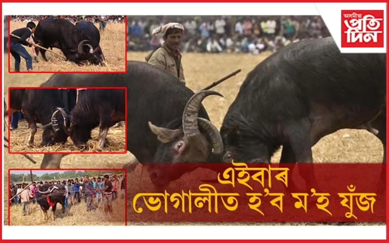 কেবিনেটৰ সিদ্ধান্তঃ এইবাৰৰ পৰা ভোগালীত হ'ব পৰম্পৰাগত ম'হ যুঁজ...
