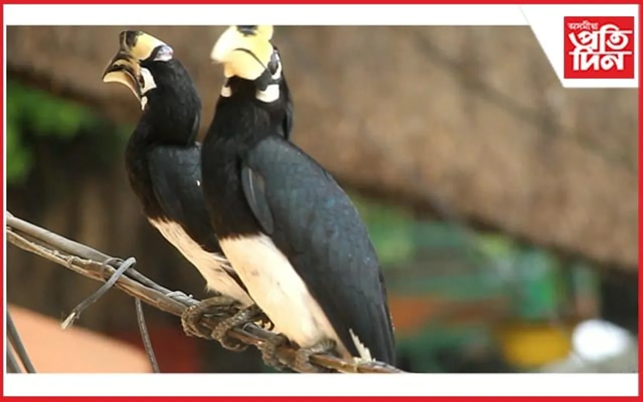 কাজিৰঙাত পৰ্যটকৰ বাবে আকৰ্ষণৰ কেন্দ্ৰবিন্দু হৈ পৰিছে ধনেশ পক্ষী