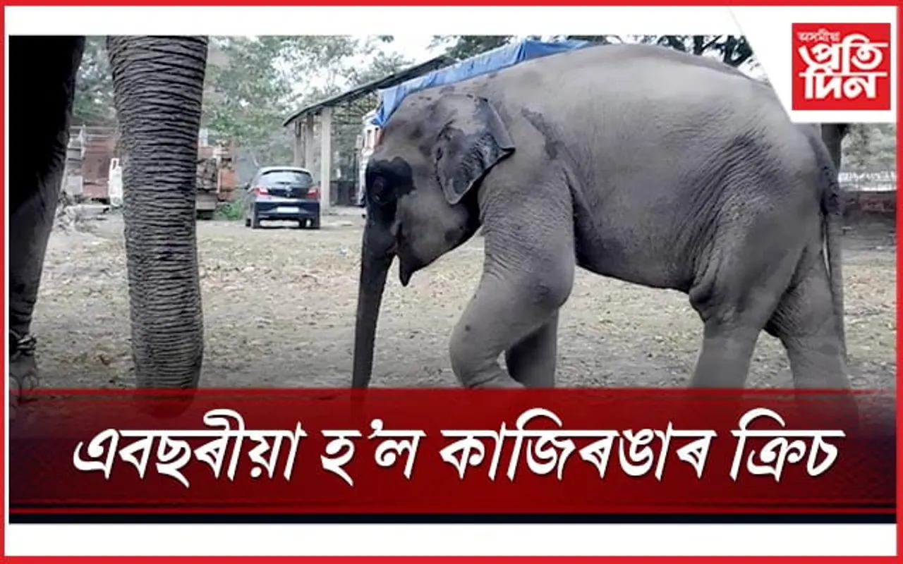 আনন্দৰ সীমা নাই! আজি ক্ৰিচৰ জন্মদিন...