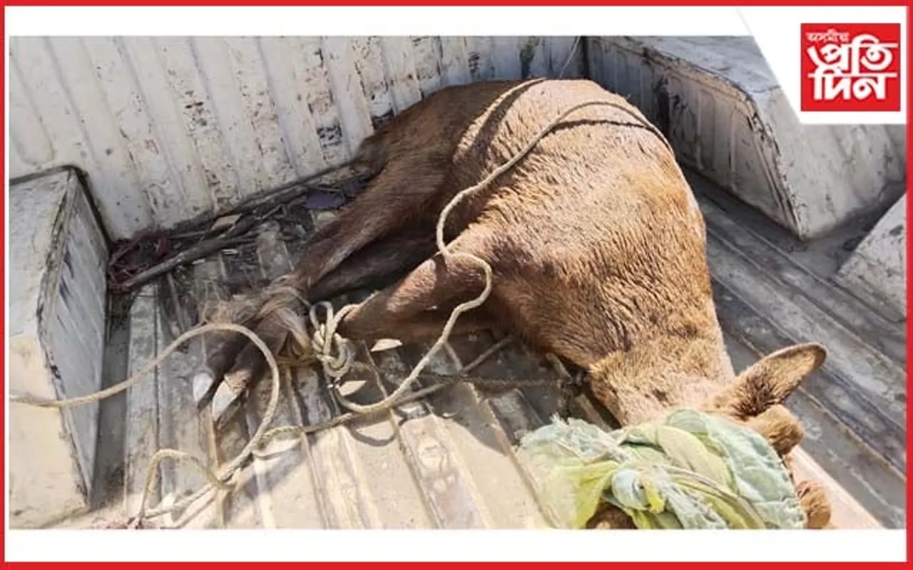 চতিয়াৰ গ্ৰামাঞ্চলত হৰিণ উদ্ধাৰ...