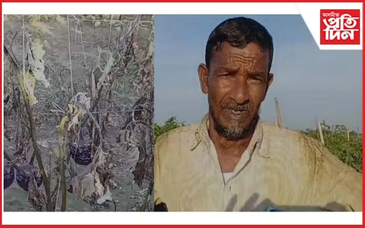 সৰভোগৰ একাংশ খেতিয়কৰ দুৰৱস্থা : খেতিপথাৰতে পচি গৈছে শাক-পাচলি