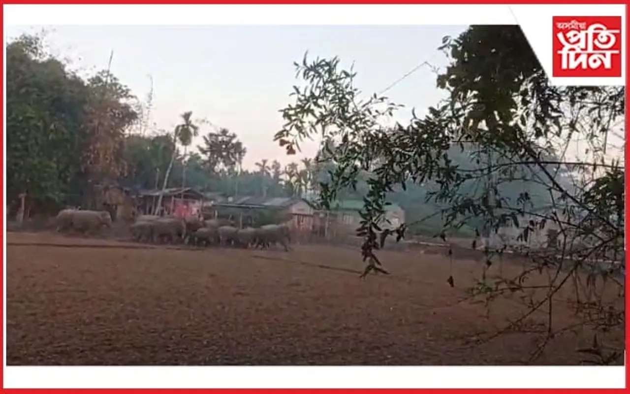 বন্যহস্তীৰ আক্ৰমণত আহত ২ জন 