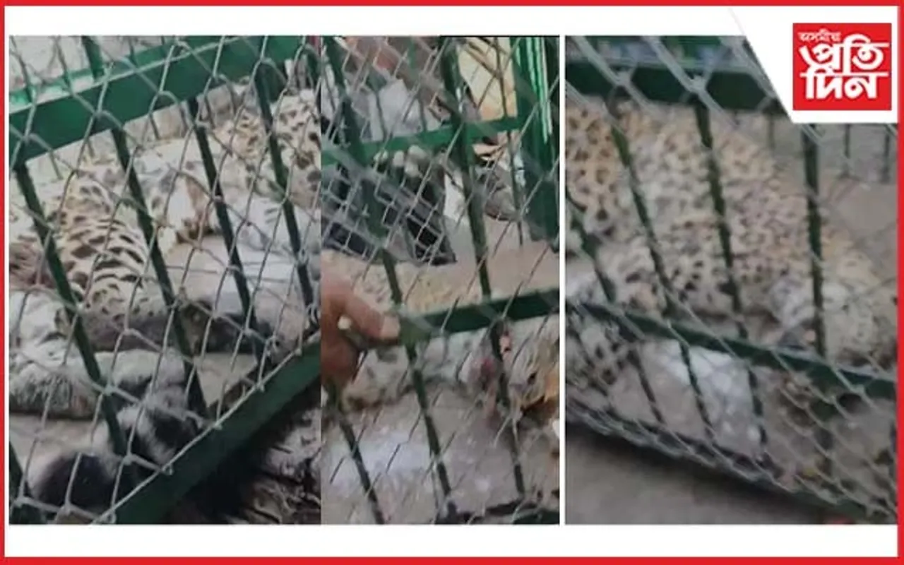 ৩ জনকৈ লোকক আক্ৰমণ কৰি আহত কৰা নাহৰফুুটুকীক ট্ৰেংকুলাইজ...