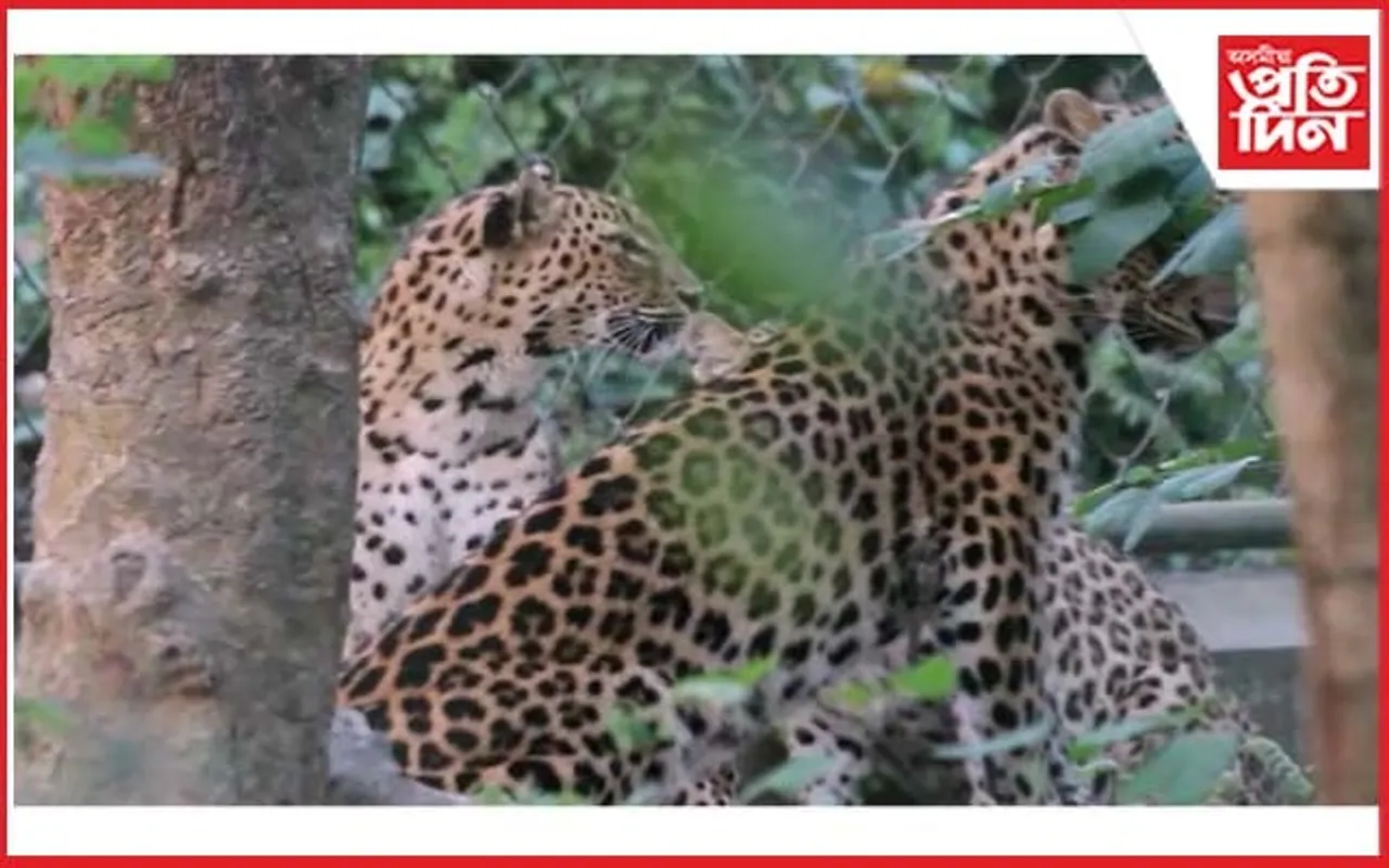 মাতৃৰ পৰা বিচ্ছিন্ন : ৫টা নাহৰফুটুকীৰ বন্দীত্বৰ জীৱন