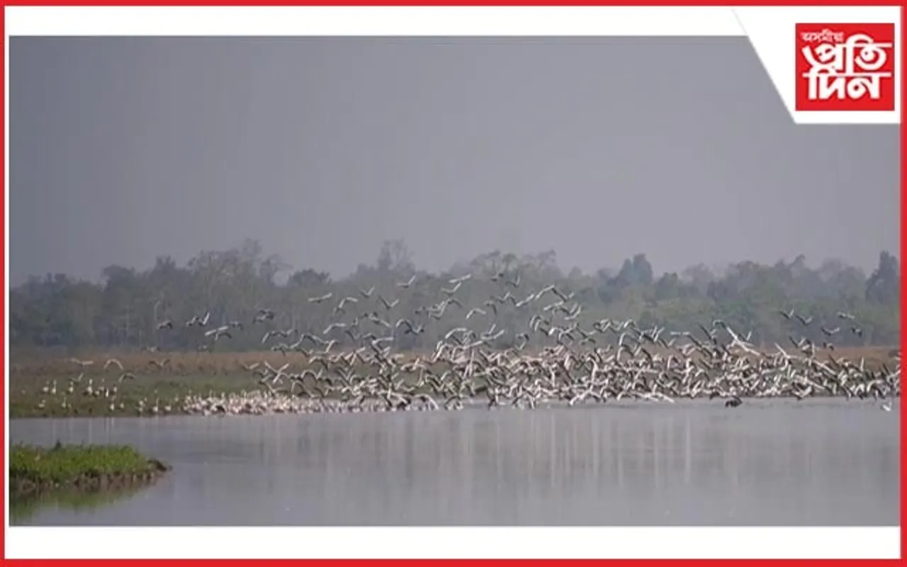 কাজিৰঙালৈ ক্ৰমে কমি আহিছে আলহী পক্ষীৰ আগমন, চিন্তিত পক্ষীবিদ তথা প্ৰকৃতিপ্ৰেমী 