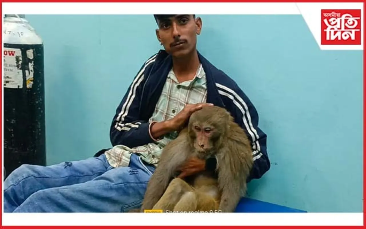 মহানুভৱতাঃঅসুস্থ বান্দৰক চিকিৎসা প্ৰদান কৰি গতালে বন বিভাগক
