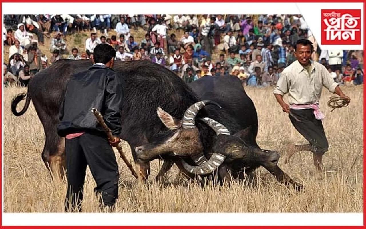 বাৰপূজীয়াত ৩ মাঘত  পৰম্পৰাগত ম'হ যুঁজ