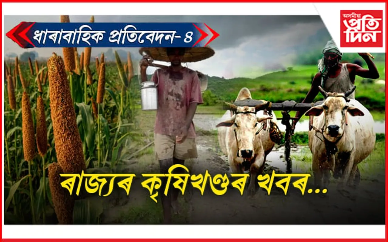 কি পৰ্যায়ত আছে অসম মিলেট মিছন...