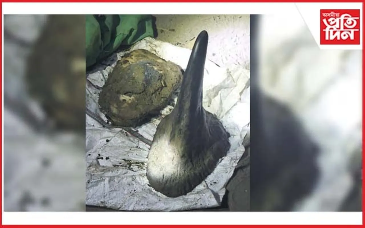 কাজিৰঙাত গঁড় নিধনৰ গাপ দিয়া তথ্য ফাদিল : ২২তাৰিখে নিধন হৈছিল দুটা গঁড়, এতিয়াও উদ্ধাৰ হোৱা নাই এটা খৰ্গ