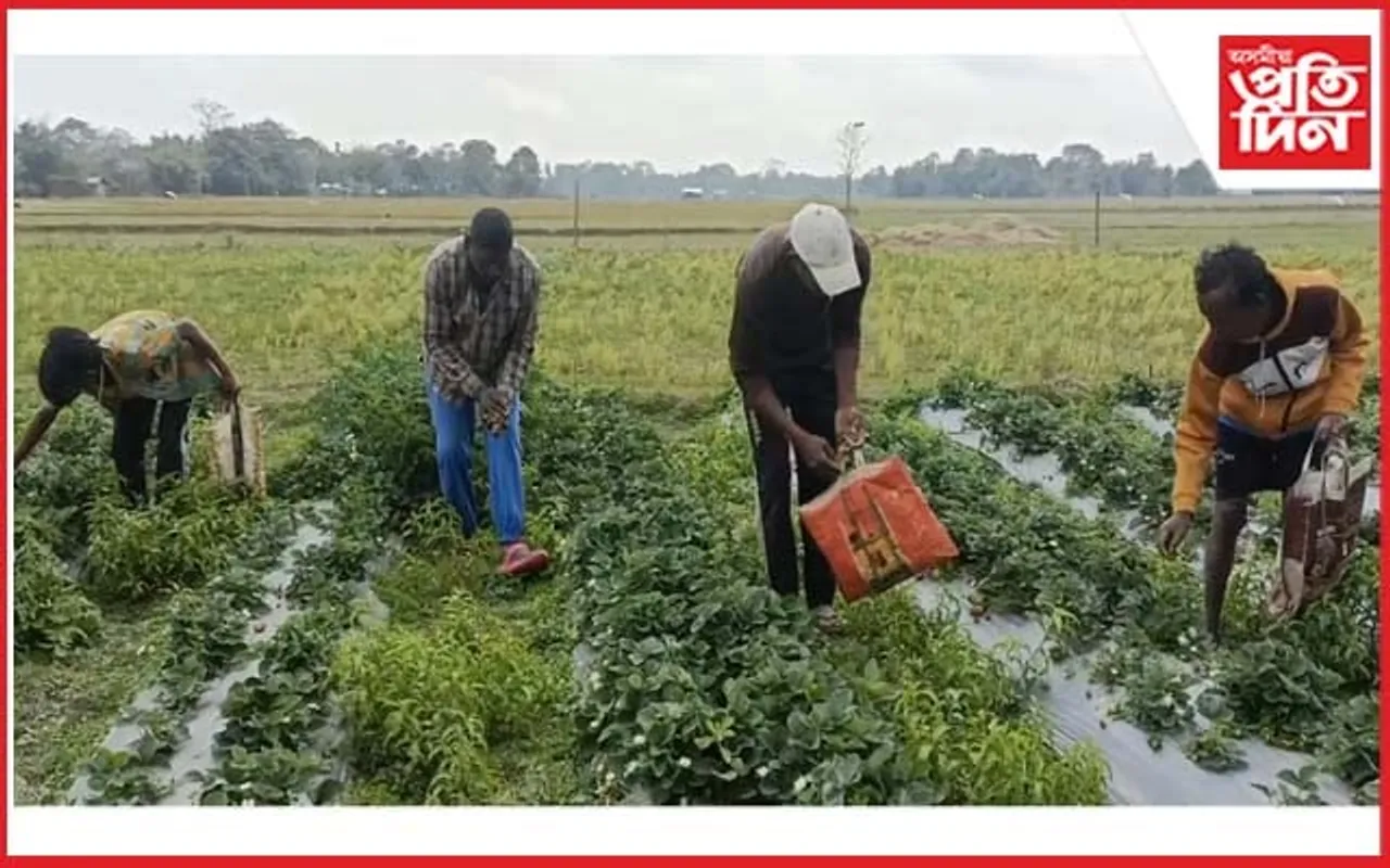 কৃষিকৰ্মৰে আদৰ্শ দেখুৱাইছে কাজিৰঙাৰ ৬জন যুৱকে