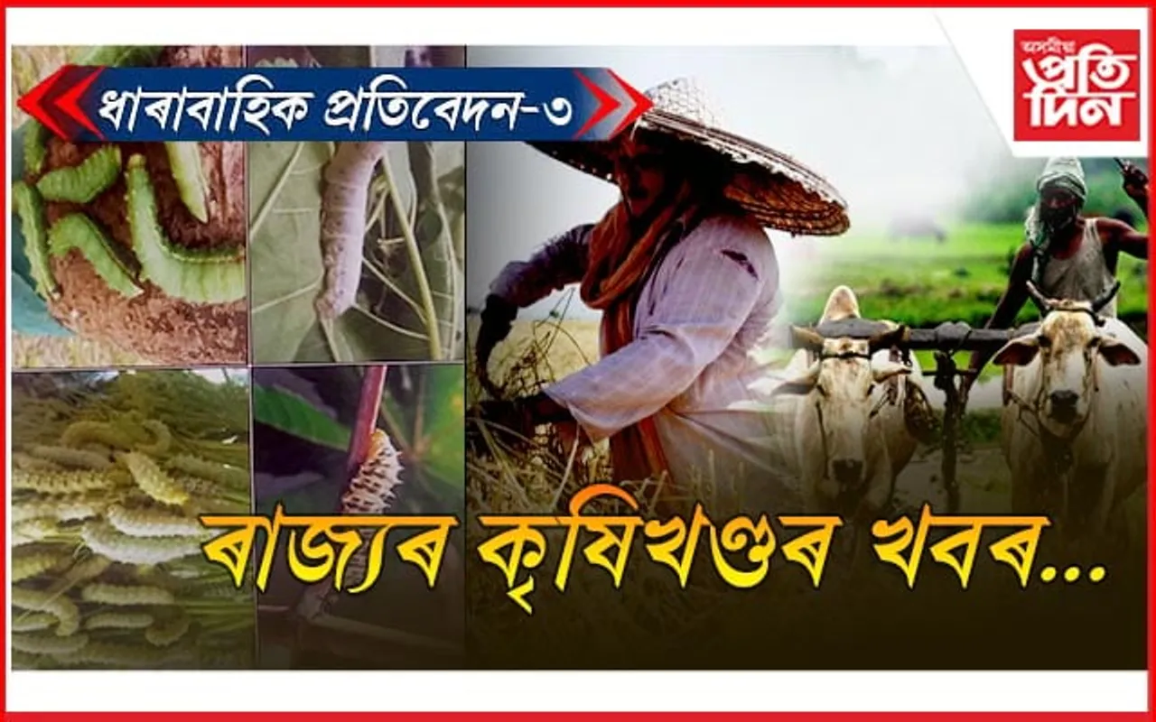 প্ৰচুৰ সম্ভাৱণাময় ৰেচম শিল্পৰ নামত চলি আছে ল'ৰা ধেমালি