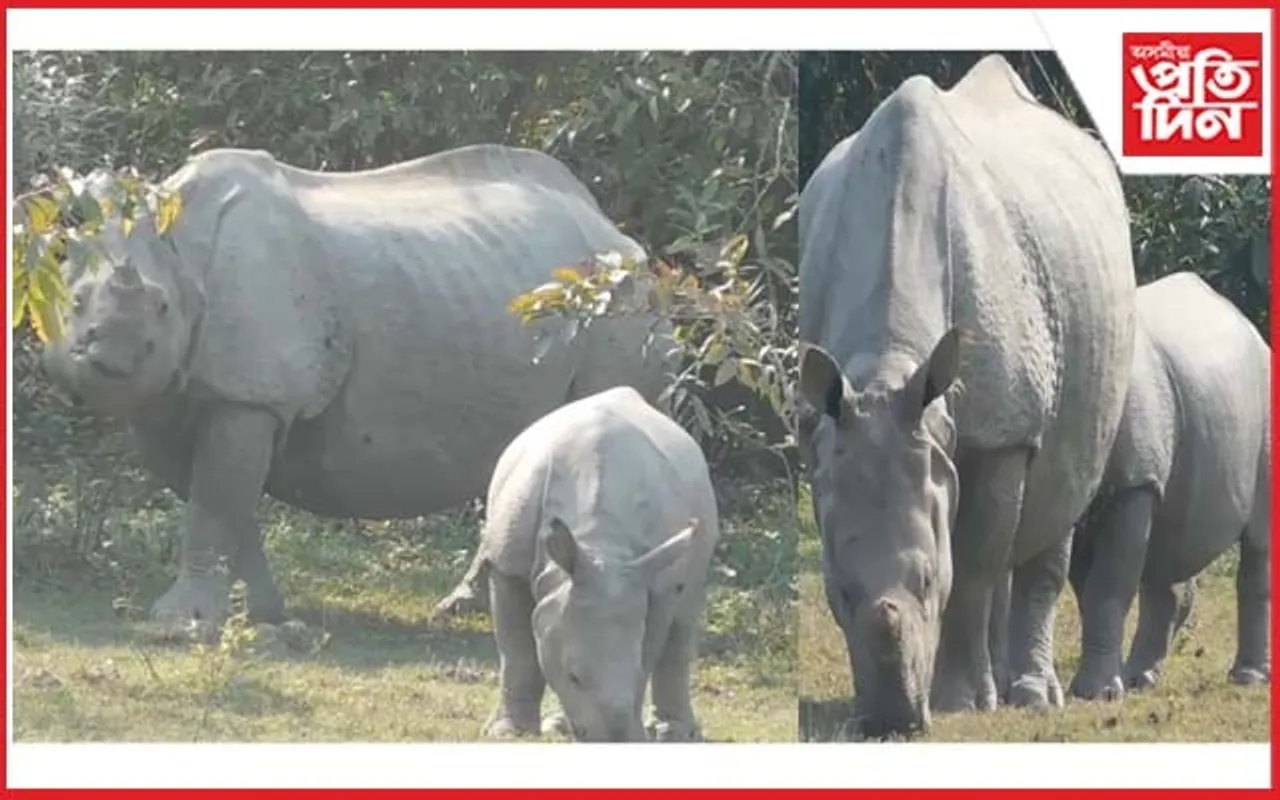 মাক আৰু মৰম : মাকৰ সৈতে এটি কণমানি গঁড় পোৱালিয়ে দৃষ্টি কাঢ়িছে পৰ্যটকৰ