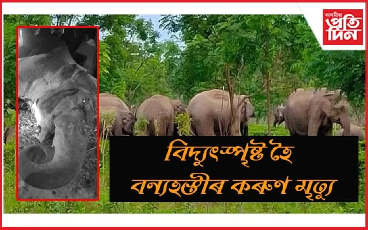 মাঘৰ বিহুৰ পুৱাই বেয়া খবৰঃ উৰুকা নিশা বিদ্যুৎস্পৃষ্ট হৈ হাতীৰ মৃত্যু...
