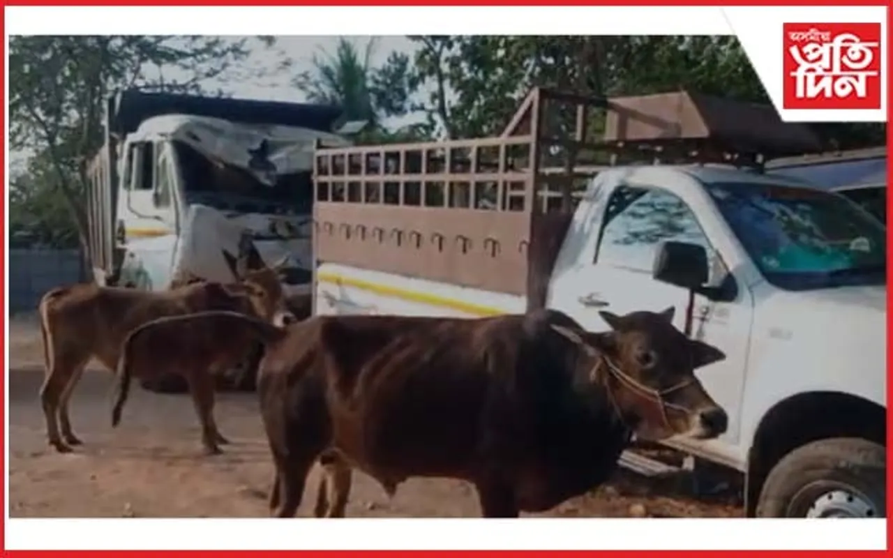 ৰাঙলুত গৰুসহ দুজন চোৰক আটক