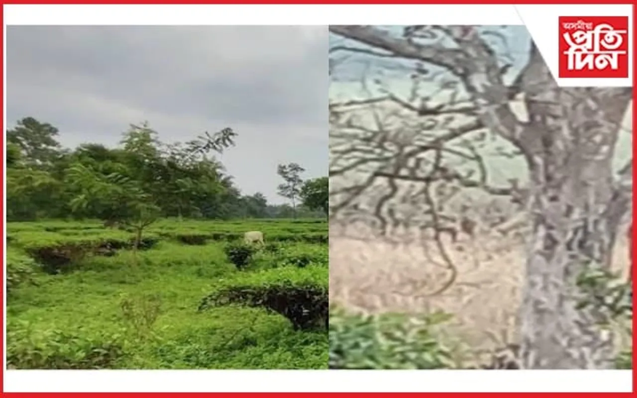 পিন্ধনত ৰঙা ৰঙৰ জেকেট, কি কাৰণে প্ৰেমিক-প্ৰেমিকাই ওলমি থাকিল এডাল গছত?