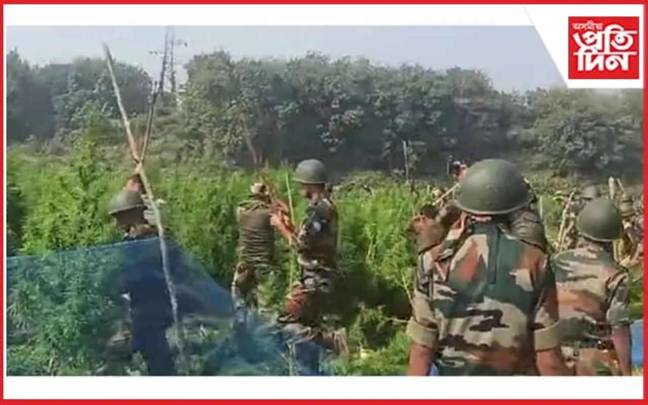 নিচামুক্ত ত্ৰিপুৰা গঢ়াৰ লক্ষ্য : কমল নগৰত প্ৰায় ৭০ হাজাৰ গাঞ্জাৰ গছ ধ্বংস
