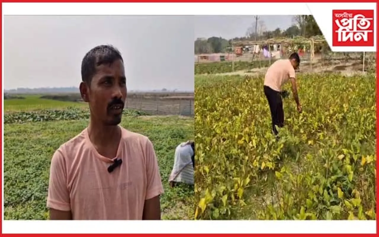 পাচলি খেতিৰে আত্ম নিৰ্ভৰশীলতাৰ নিদৰ্শন কঠীয়াতলীৰ যুৱকৰ