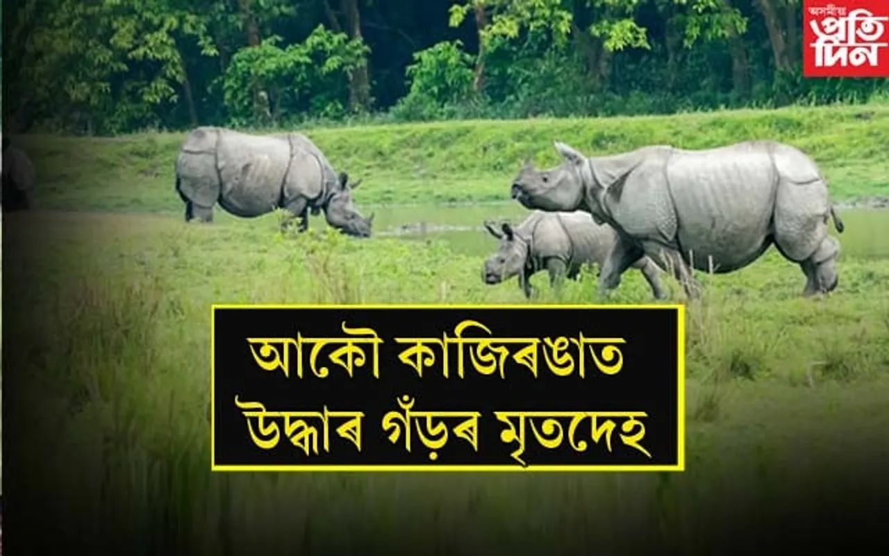 পুনৰ কাজিৰঙাত উদ্ধাৰ গঁড়ৰ মৃতদেহ..