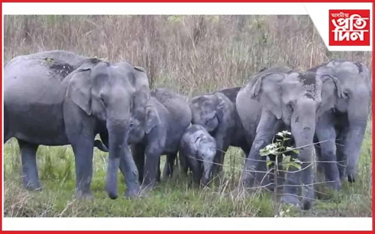 ২৭ ফেব্ৰুৱাৰীত কাজিৰঙা ৰাষ্ট্ৰীয় উদ্যানত হ’ব হাতী গণনা পৰ্ব