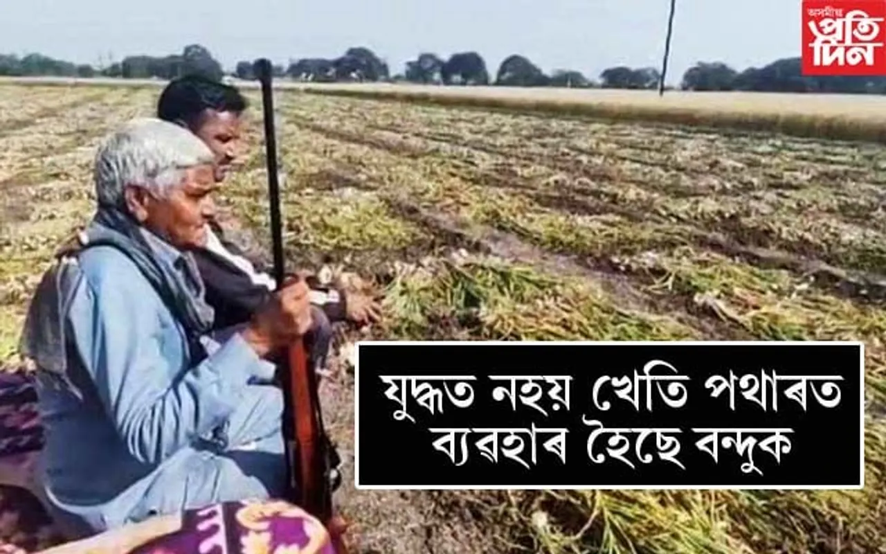 নহৰুৱে জ্বলাইছে কৃষককো ! হাতত বন্দুক লৈ খেতি পথাৰত পাৰ কৰিছে দিন-ৰাতি 