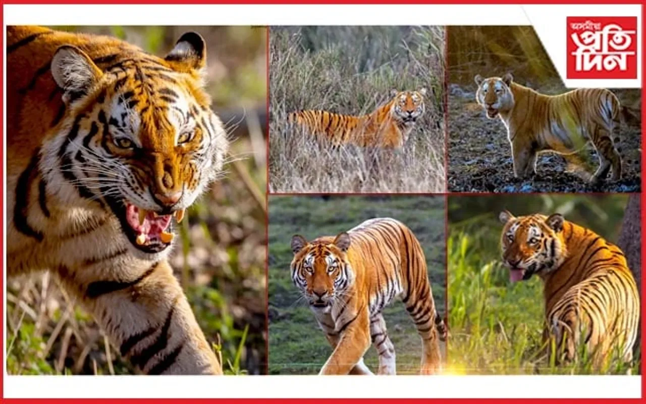 কাজিৰঙাত ২৩টা বাঘ দৰ্শন পশ্চিম বংগৰ ফটোগ্ৰাফাৰ সুমন দাসৰ 