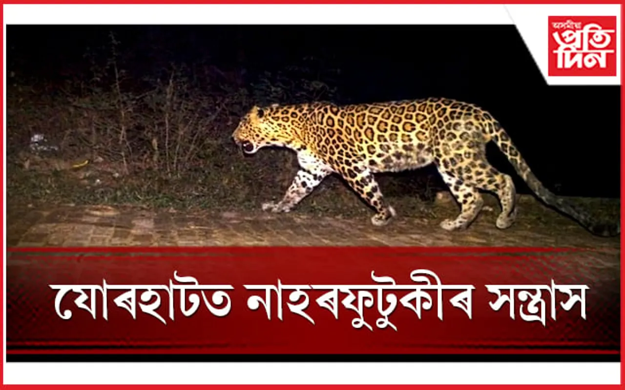 যোৰহাটত মুক্ত বিচৰণ নাহৰফুটুকীৰ