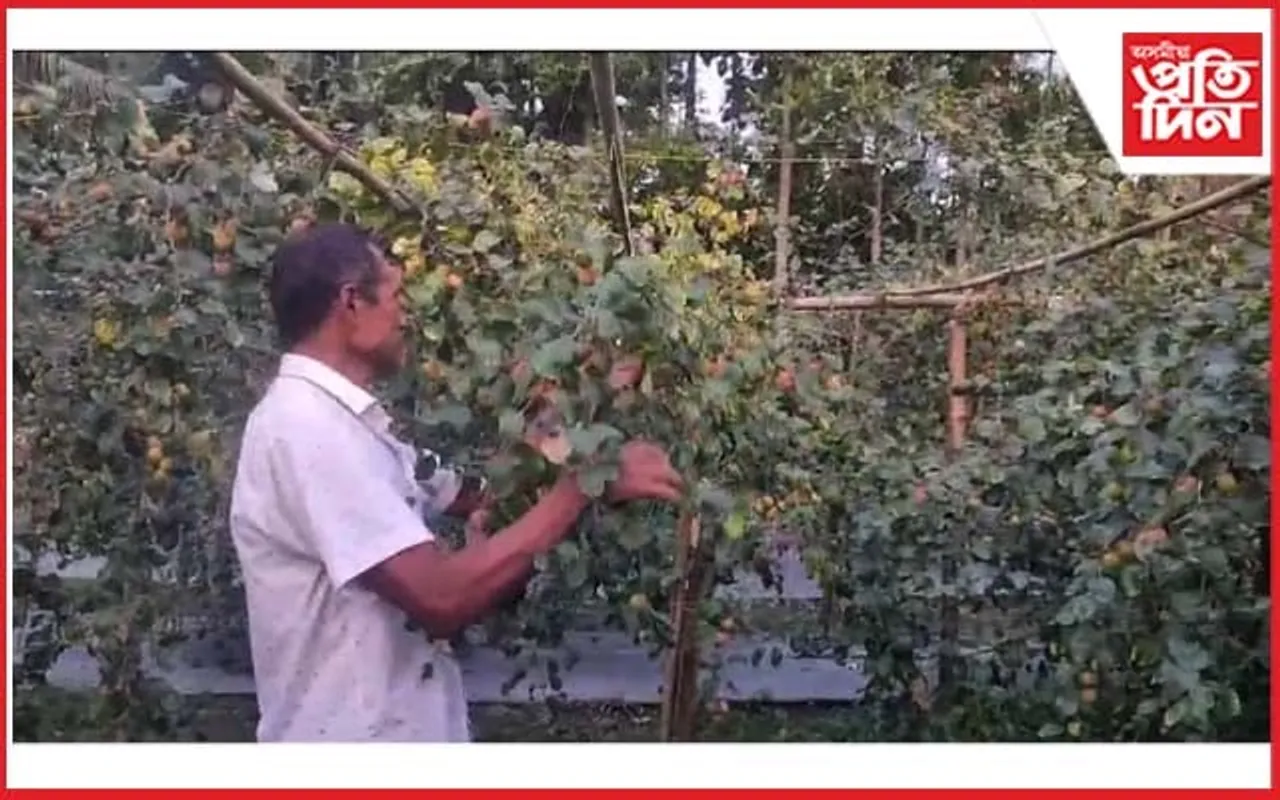 আপেল বগৰী খেতিৰে স্বাৱলম্বনৰ সেন্দুৰীয়া পথেৰে আগুৱাইছে অষ্মীন-ৰানুৱে