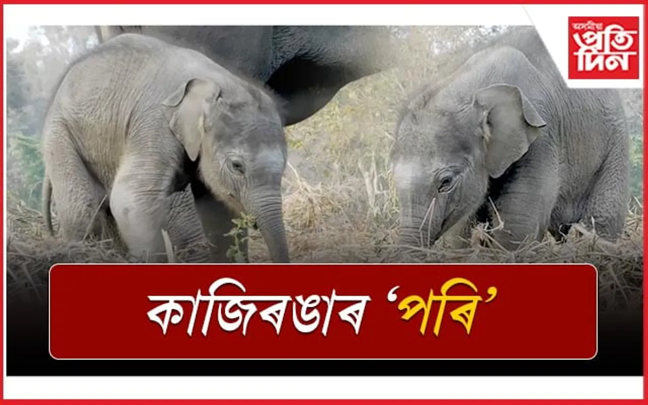 মৰম আকলুৱা 'পৰি'ৰ এতিয়া মৰম বিচৰাৰ ব্যস্ততা 