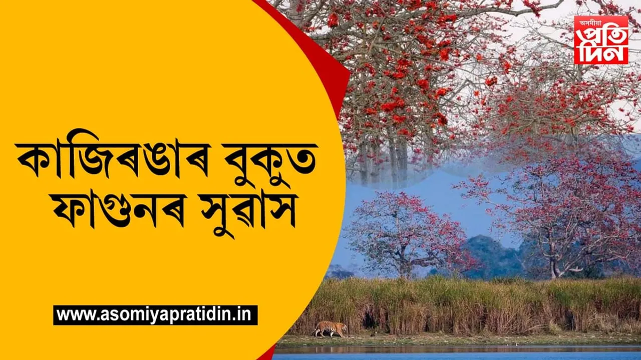ফাগুন নামিছেঃ ৰঙা শিমলুয়ে ৰঙিয়াল কৰিছে কাজিৰঙাক...