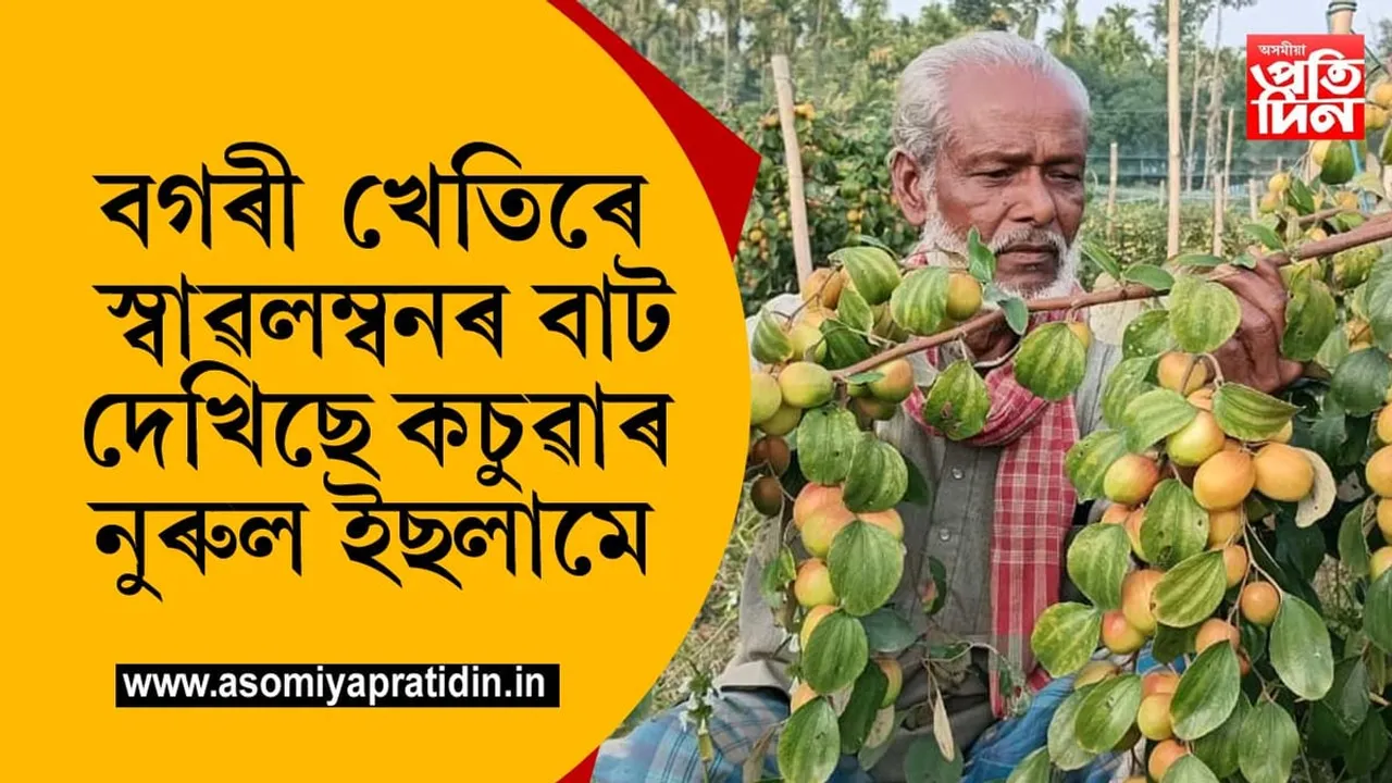 বগৰী খেতিৰে স্বাৱলম্বনৰ বাট বুলিছে নুৰুল ইছলামে...