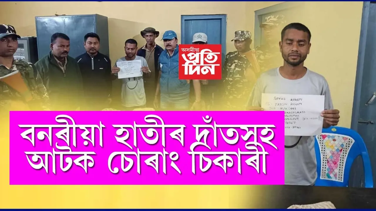 তামুলপুৰত বনৰীয়া হাতীৰ দাঁতসহ এজন চোৰাং চিকাৰীক আটক...
